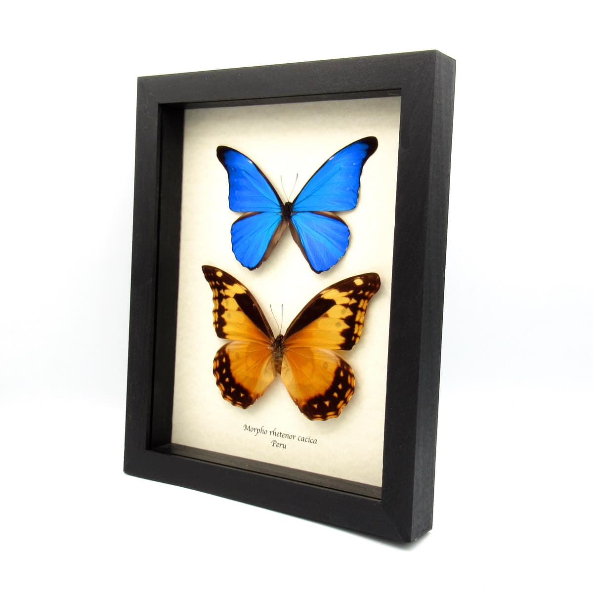 Real Morpho butterflies framed taxidermy - Morpho rhetenor cacica - male and female pair