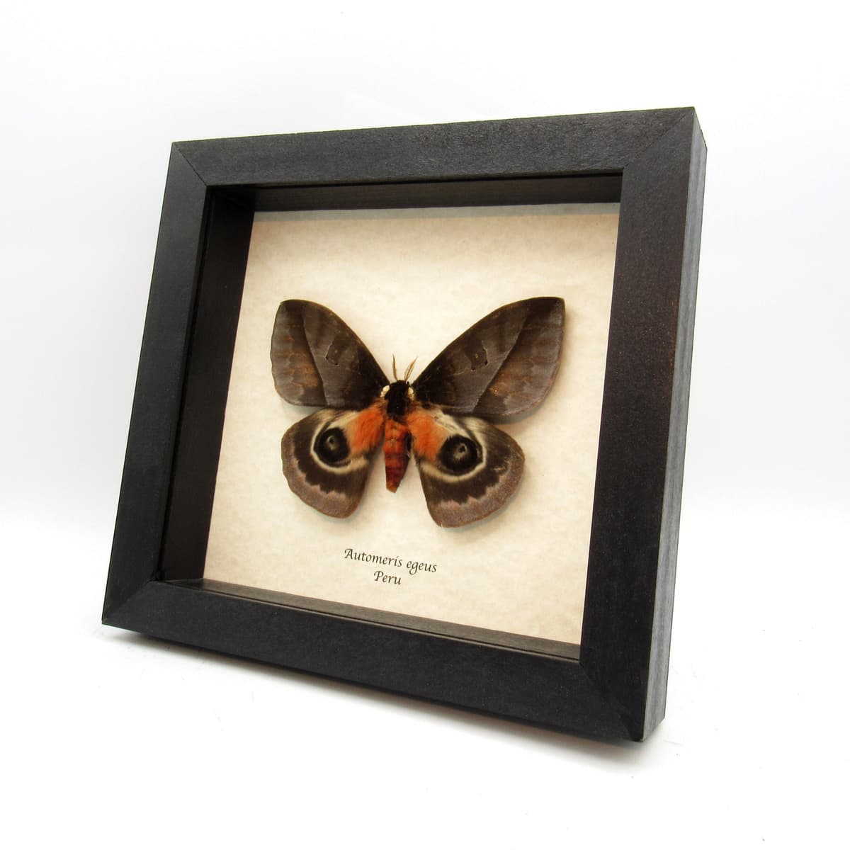 Stunning real Giant Saturn moth framed taxidermy - Automeris egeus