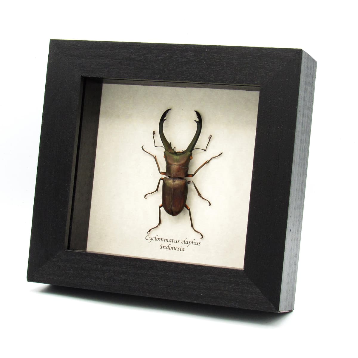 Real giant Stag beetle framed taxidermy - Cyclommatus elaphus