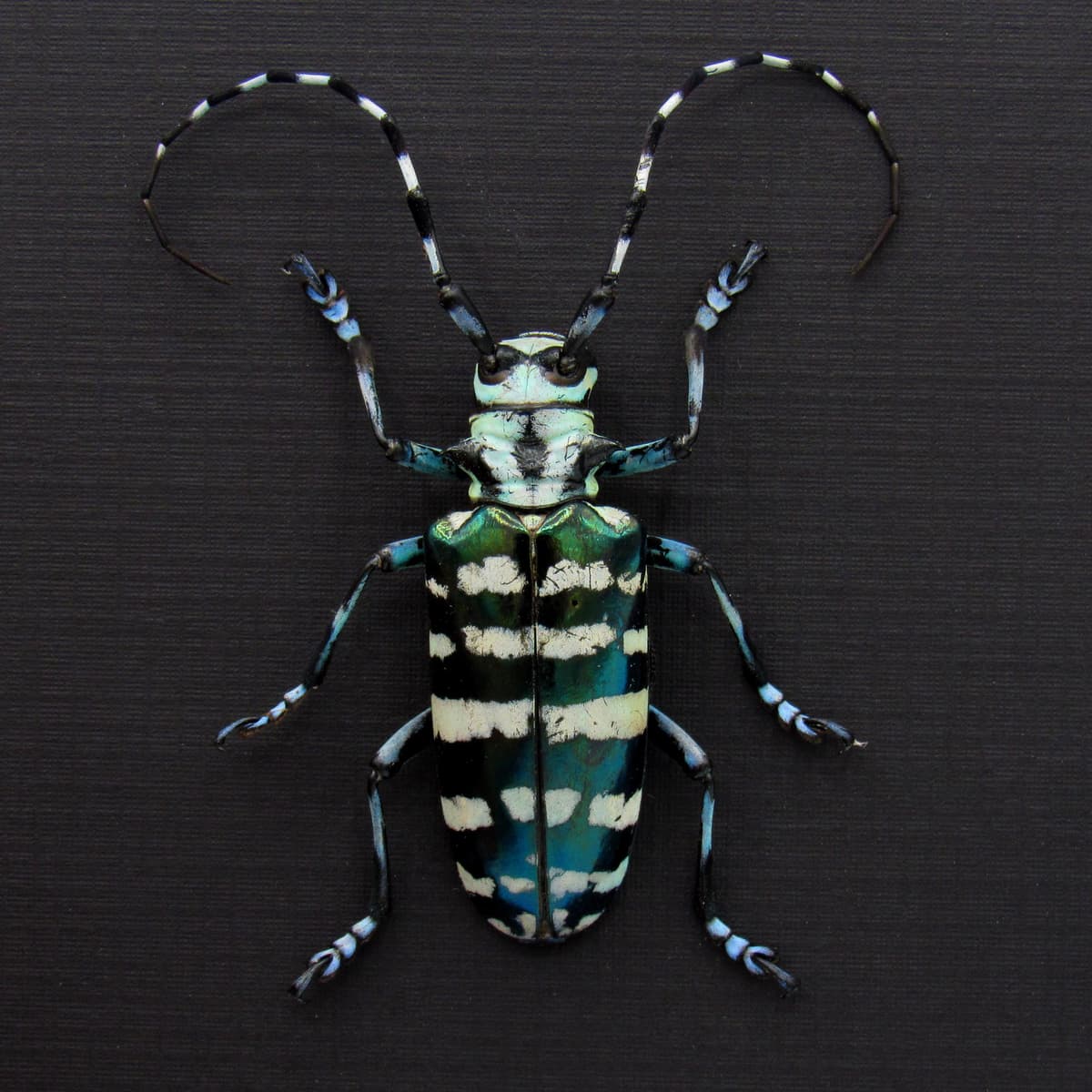 XL blue longhorn beetle framed taxidermy - Anoplophora graafi - female - 2
