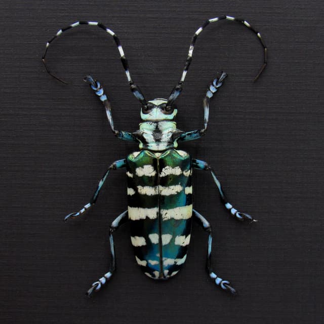 XL blue longhorn beetle framed taxidermy - Anoplophora graafi - female - 2