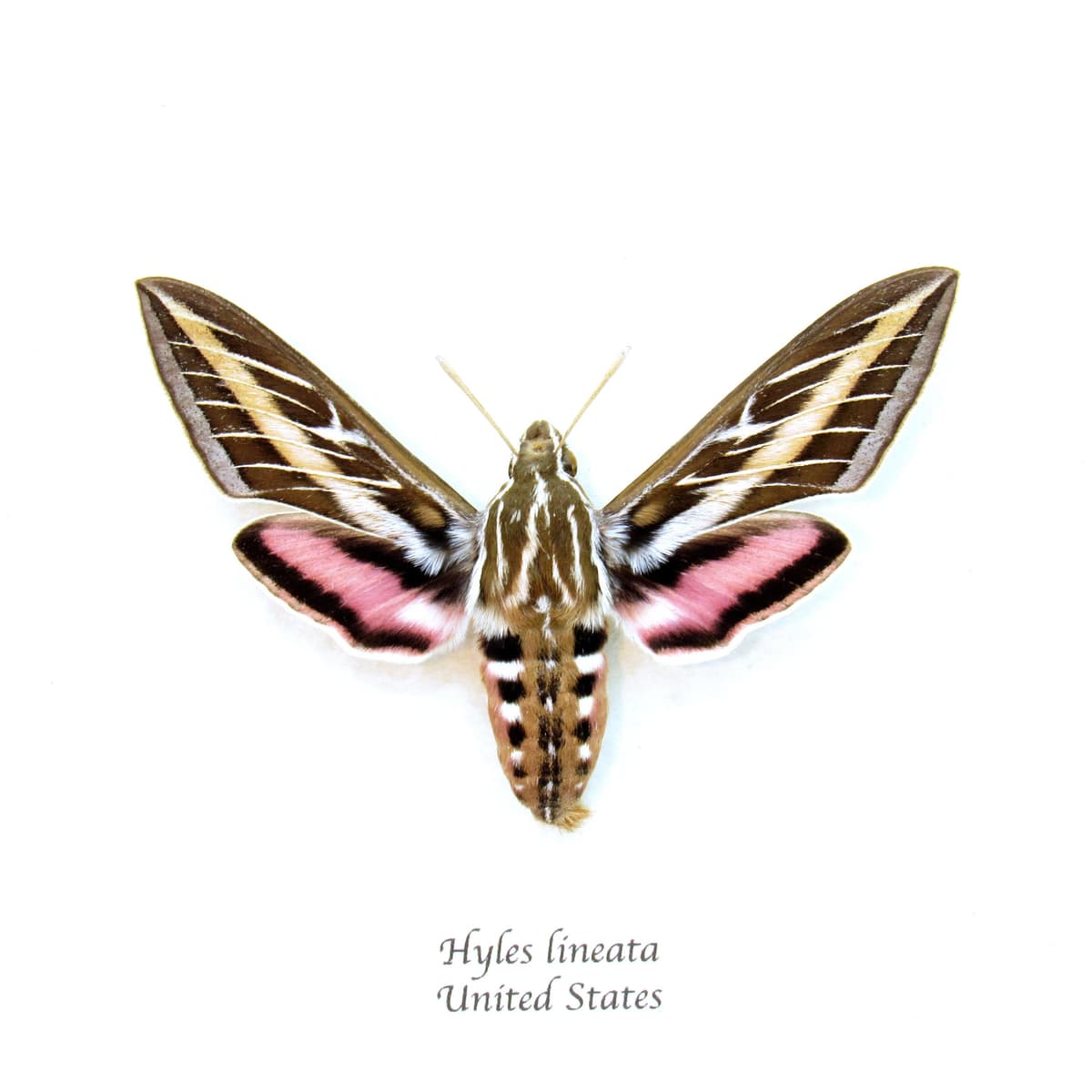 Real White-lined Sphinx moth framed taxidermy - Hyles lineata - large female