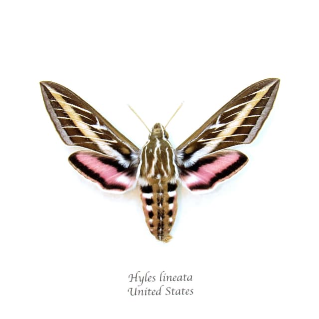 Real White-lined Sphinx moth framed taxidermy - Hyles lineata - large female
