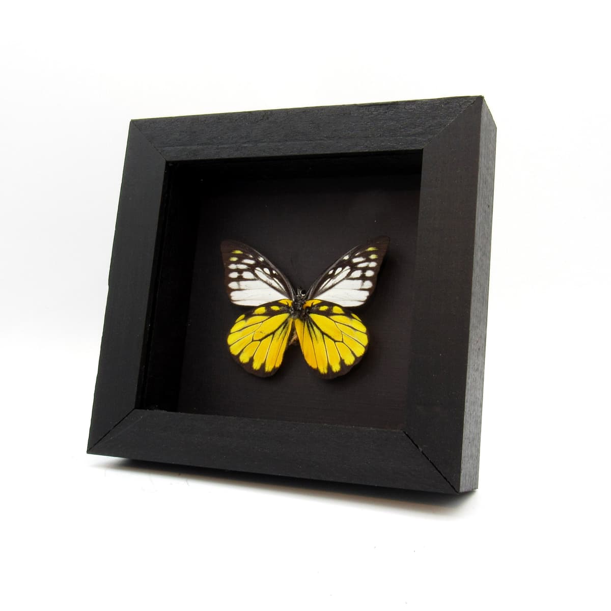 Real black and yellow butterfly framed taxidermy - Prioneris Thestylis