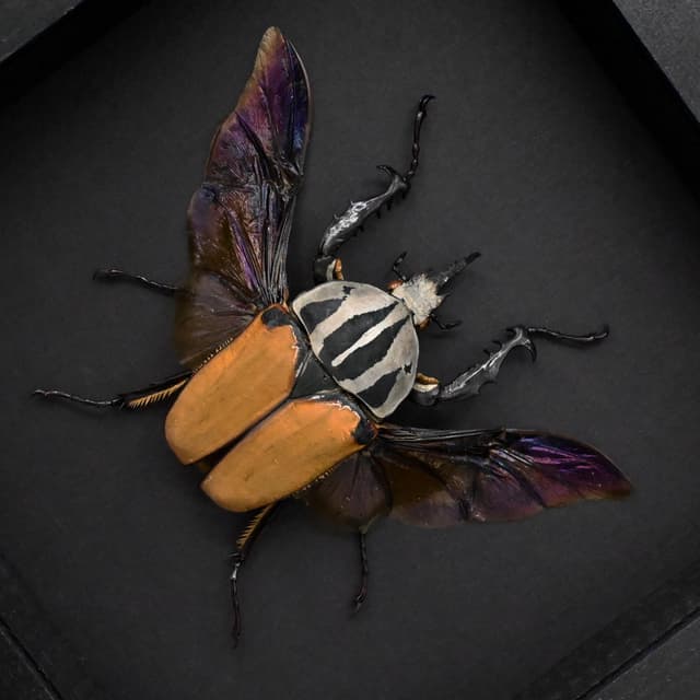 Real Giant Flower beetle framed - Mecynorhina oberthuri unicolor