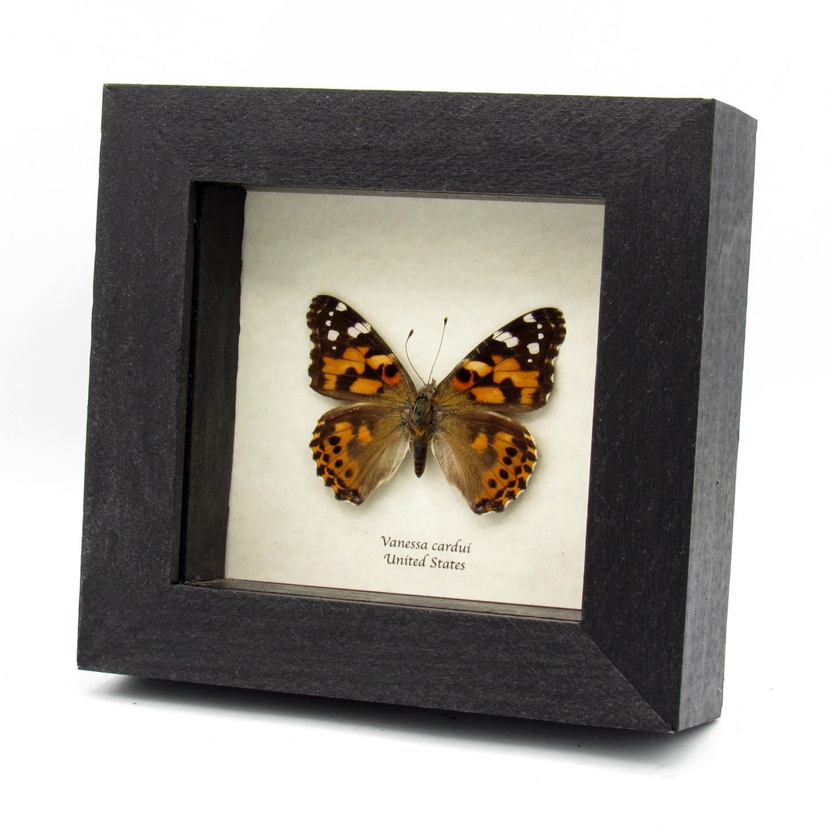 Real Painted Lady butterfly framed - Vanessa cardui