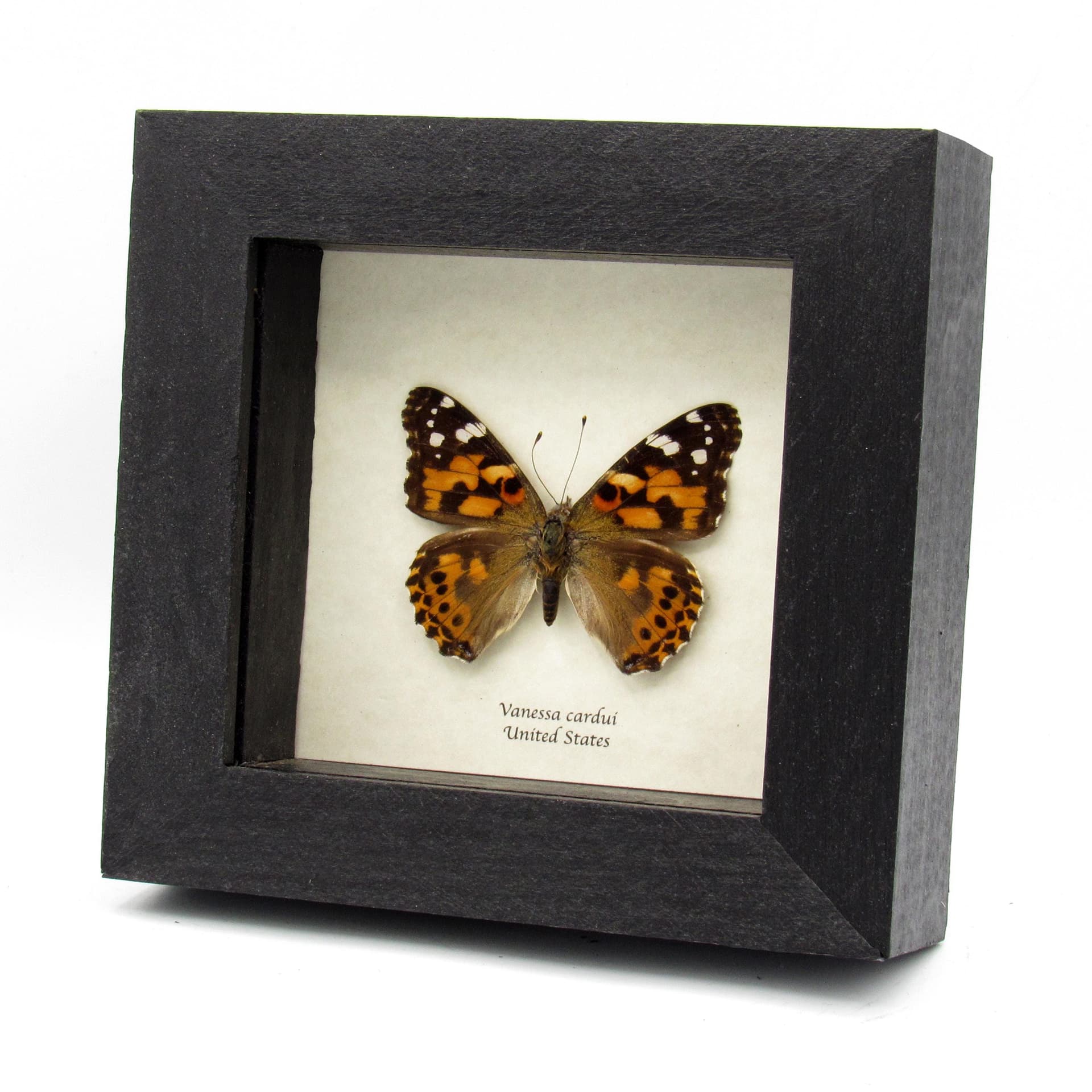Real Painted Lady butterfly framed - Vanessa cardui