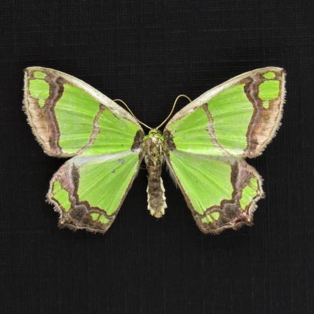 Real neon green Geometer moth framed taxidermy - Agathia visenda