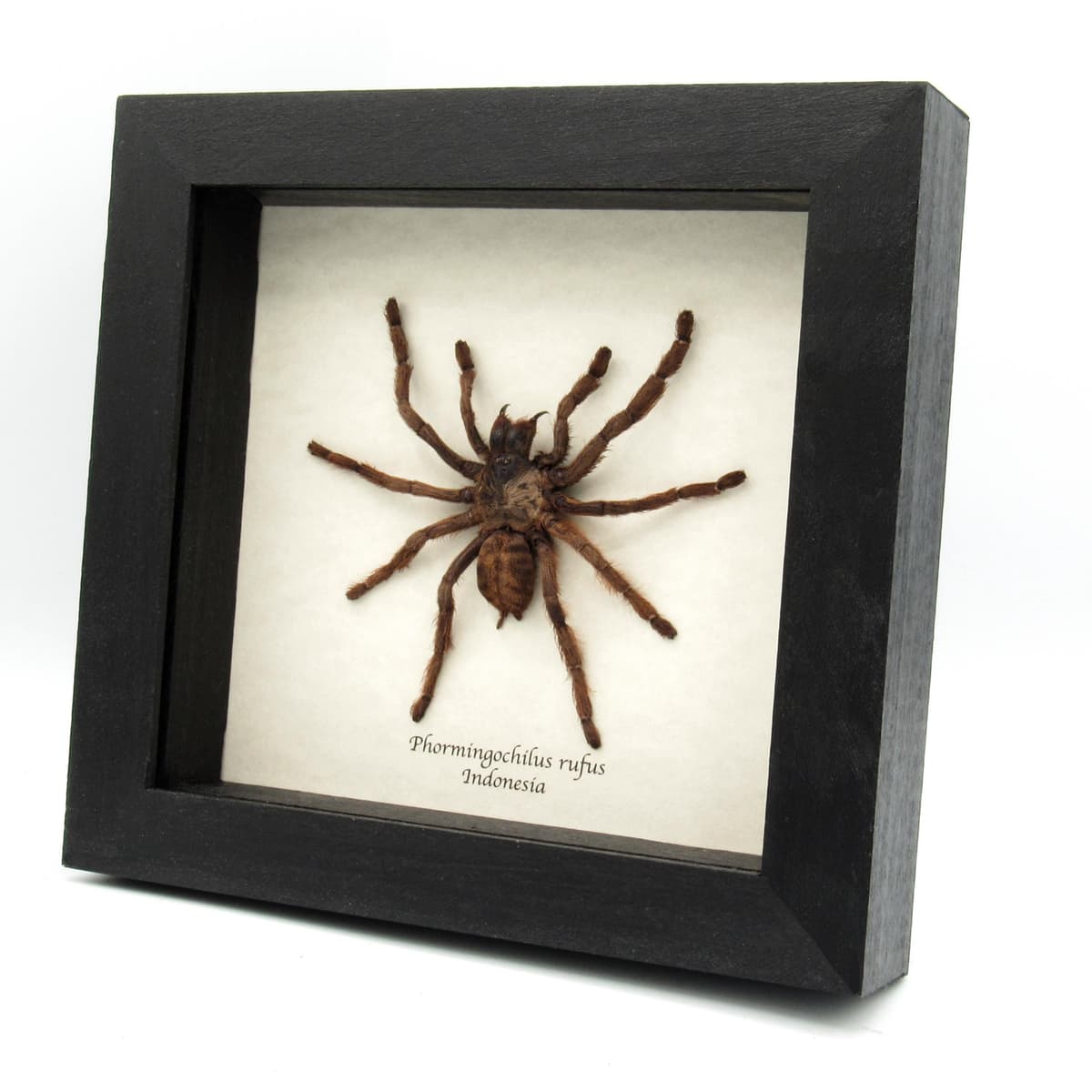 Rare Peach Earth Tiger Tarantula spider framed taxidermy - Phormingochilus rufus