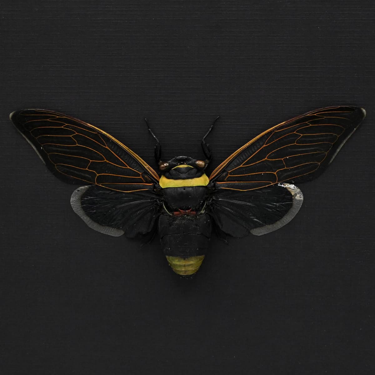 Rare XL Giant Black Rainforest Cicada framed taxidermy - Tacua speciosa - 6.3 inch wingspan