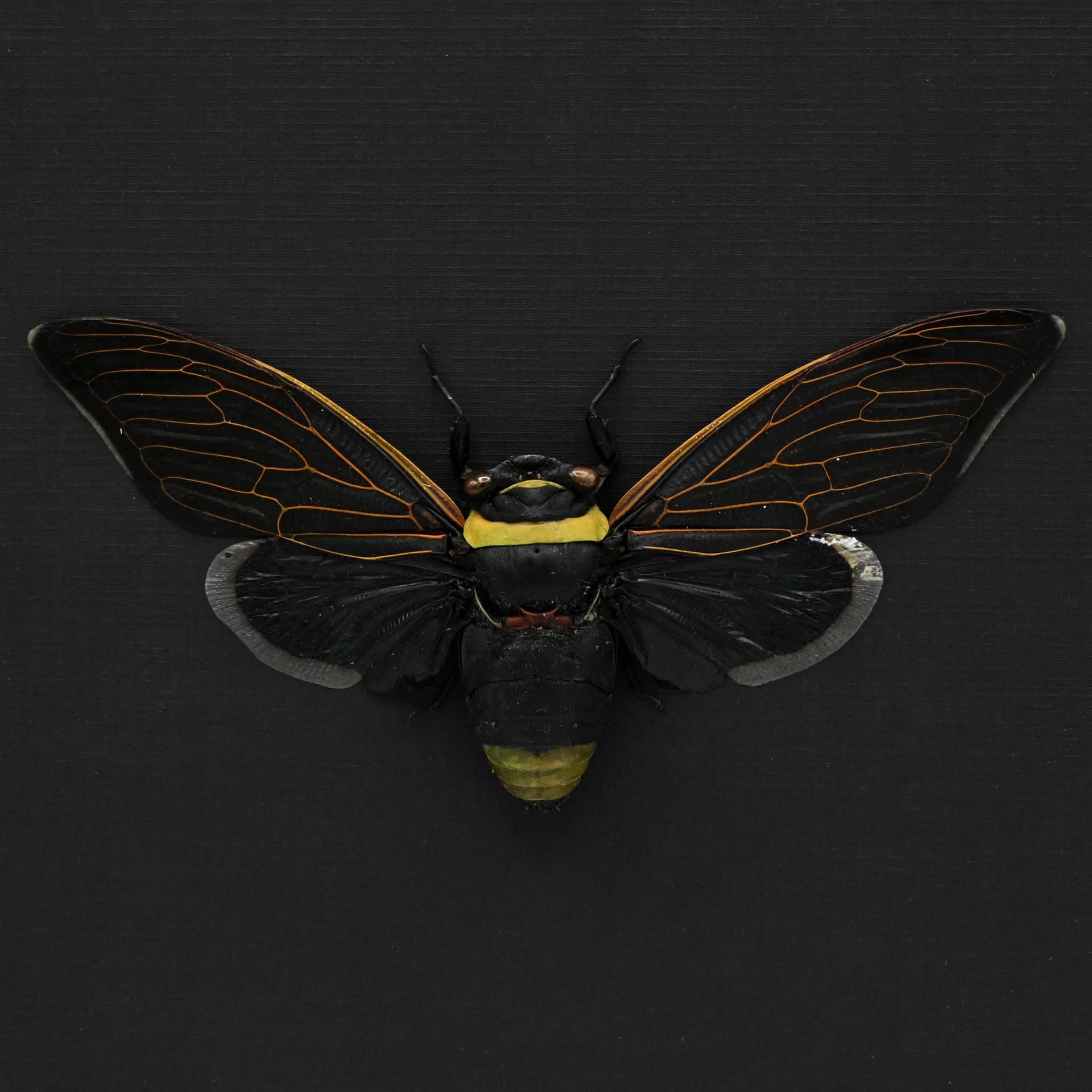 Rare XL Giant Black Rainforest Cicada framed taxidermy - Tacua speciosa - 6.3 inch wingspan