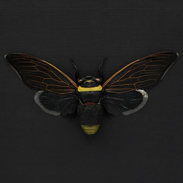 Rare XL Giant Black Rainforest Cicada framed taxidermy - Tacua speciosa - 6.3 inch wingspan