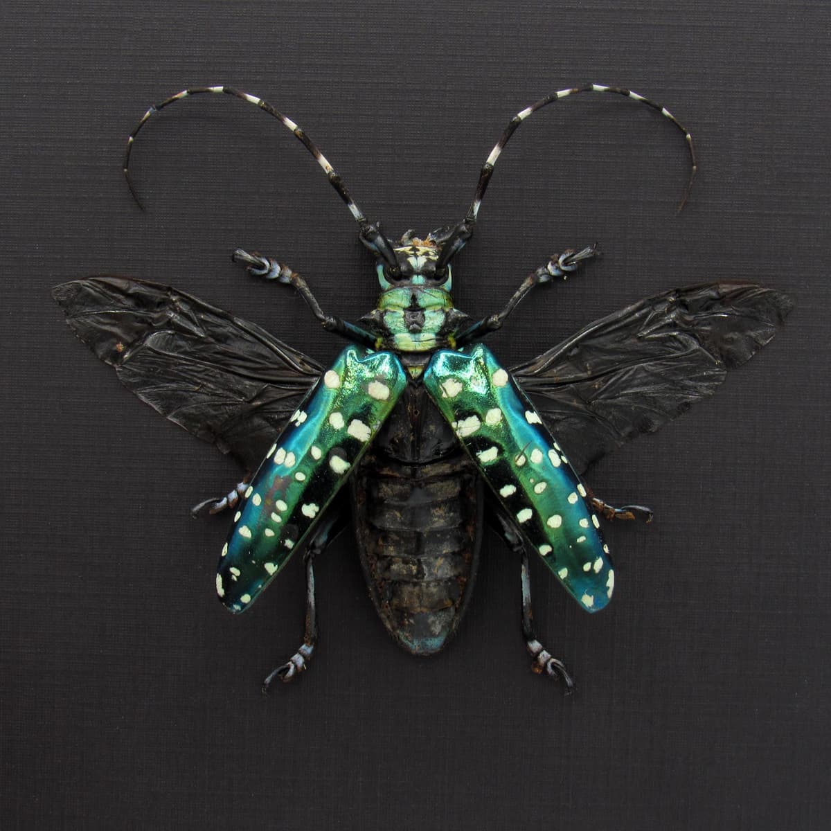 Rare XL turquoise longhorn beetle framed - Anoplophora sollii - female
