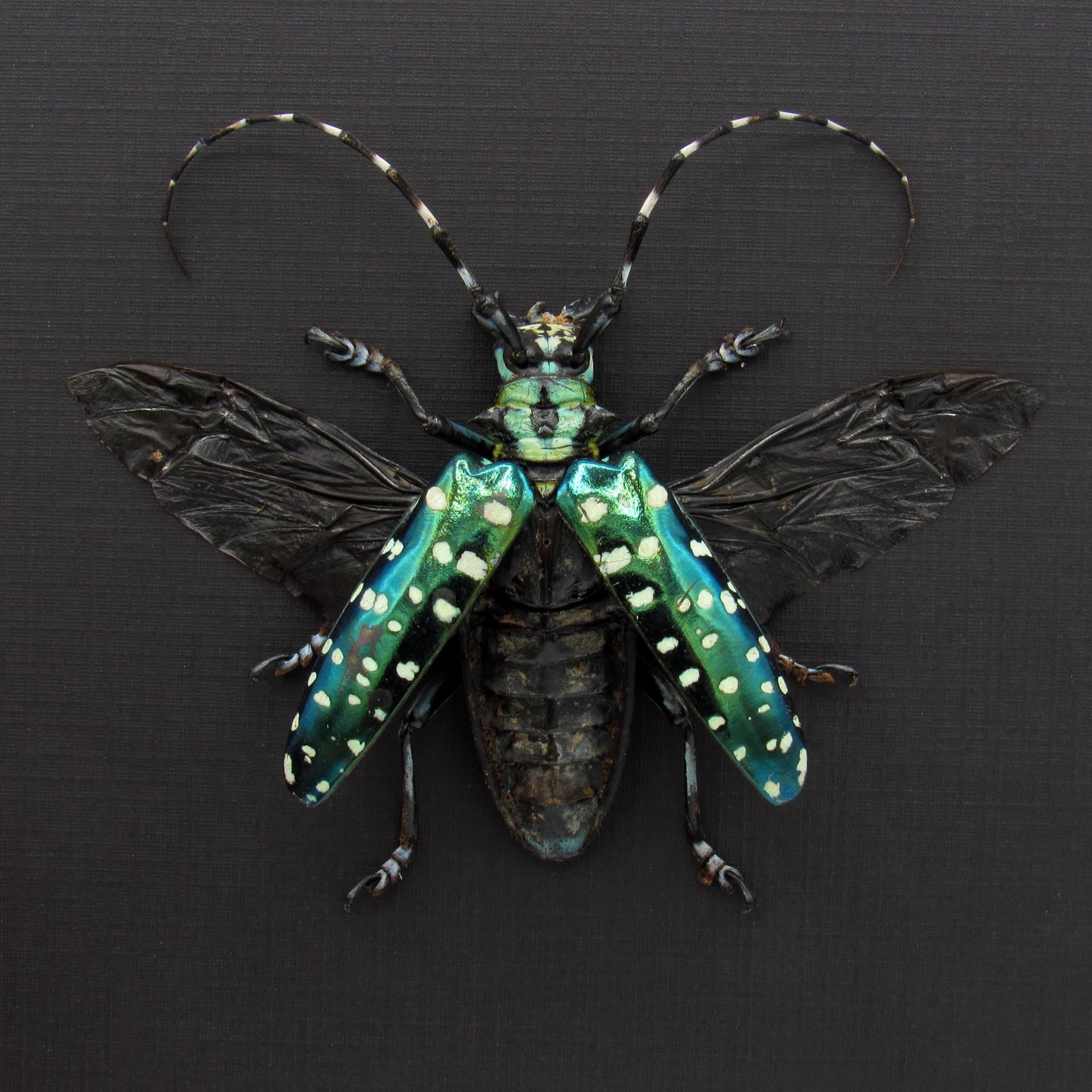 Rare XL turquoise longhorn beetle framed - Anoplophora sollii - female