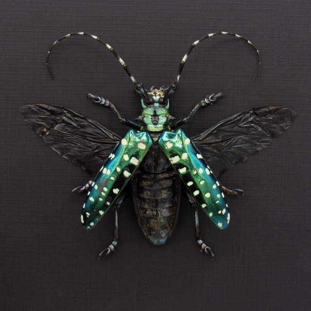 Rare XL turquoise longhorn beetle framed - Anoplophora sollii - female