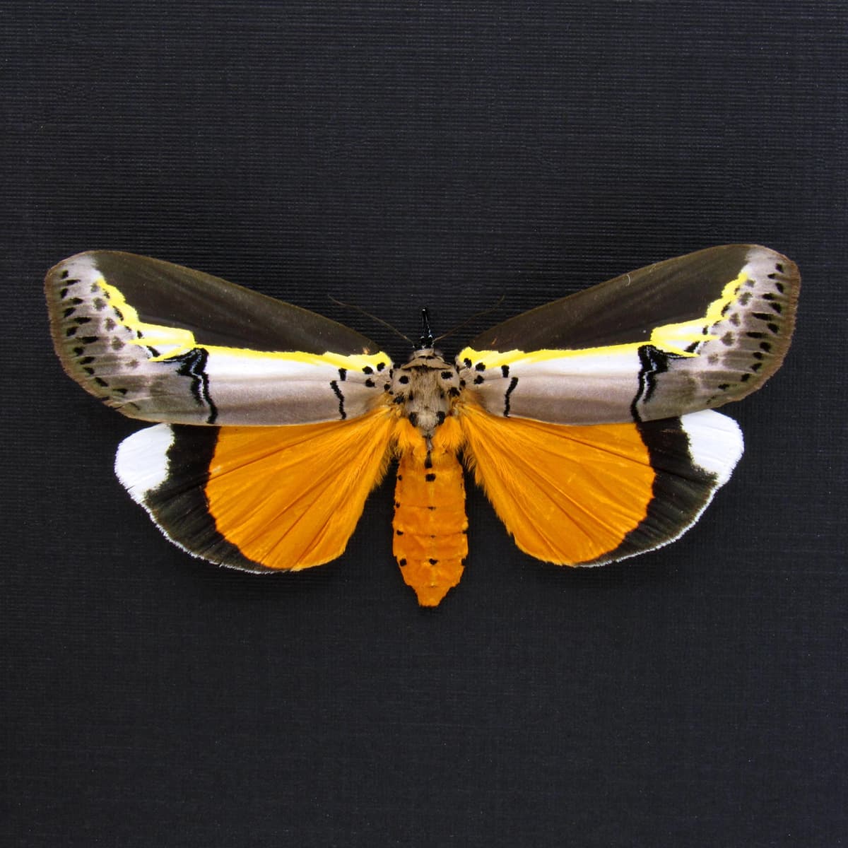 Rare yellow Tuft moth framed taxidermy - Eligma hypsoides