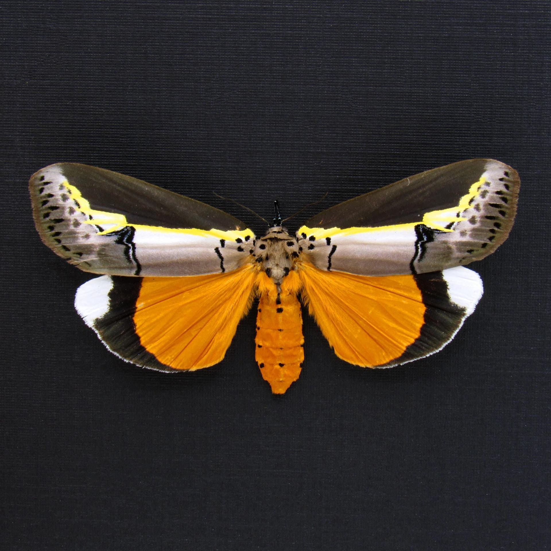 Rare yellow Tuft moth framed taxidermy - Eligma hypsoides