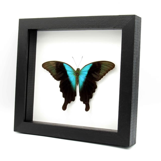 Real blue Swallowtail butterfly framed taxidermy - Papilio peranthus adamantius - Victorian mount