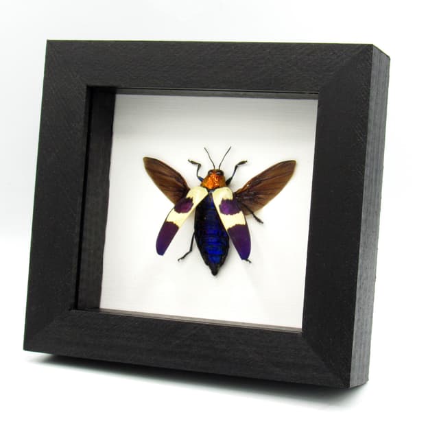 Real metallic purple beetle framed taxidermy - Chrysochroa buqueti rugicollis