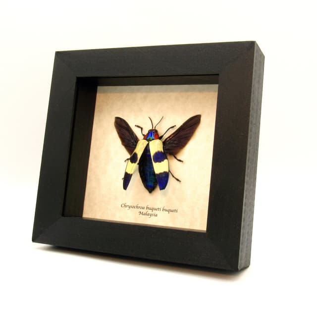 Real metallic purple beetle framed taxidermy - Chrysochroa buqueti buqueti