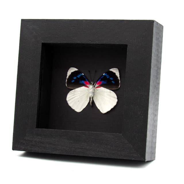 Real framed magenta and white butterfly taxidermy - Perisama bomplandii