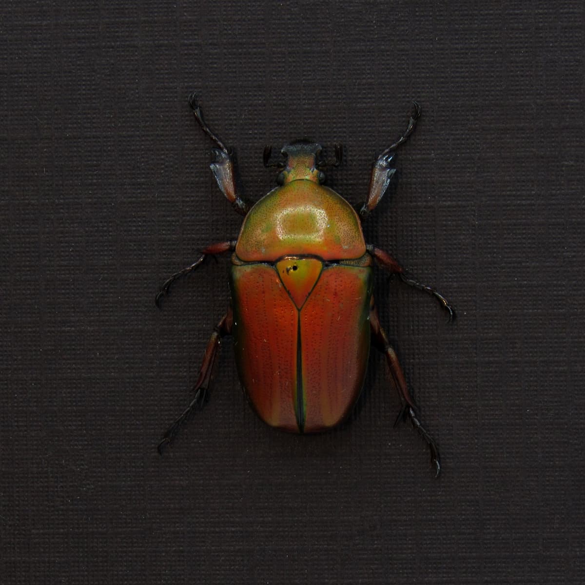 Real red metallic Scarab beetle framed taxidermy - Ingrisma euryrrhina