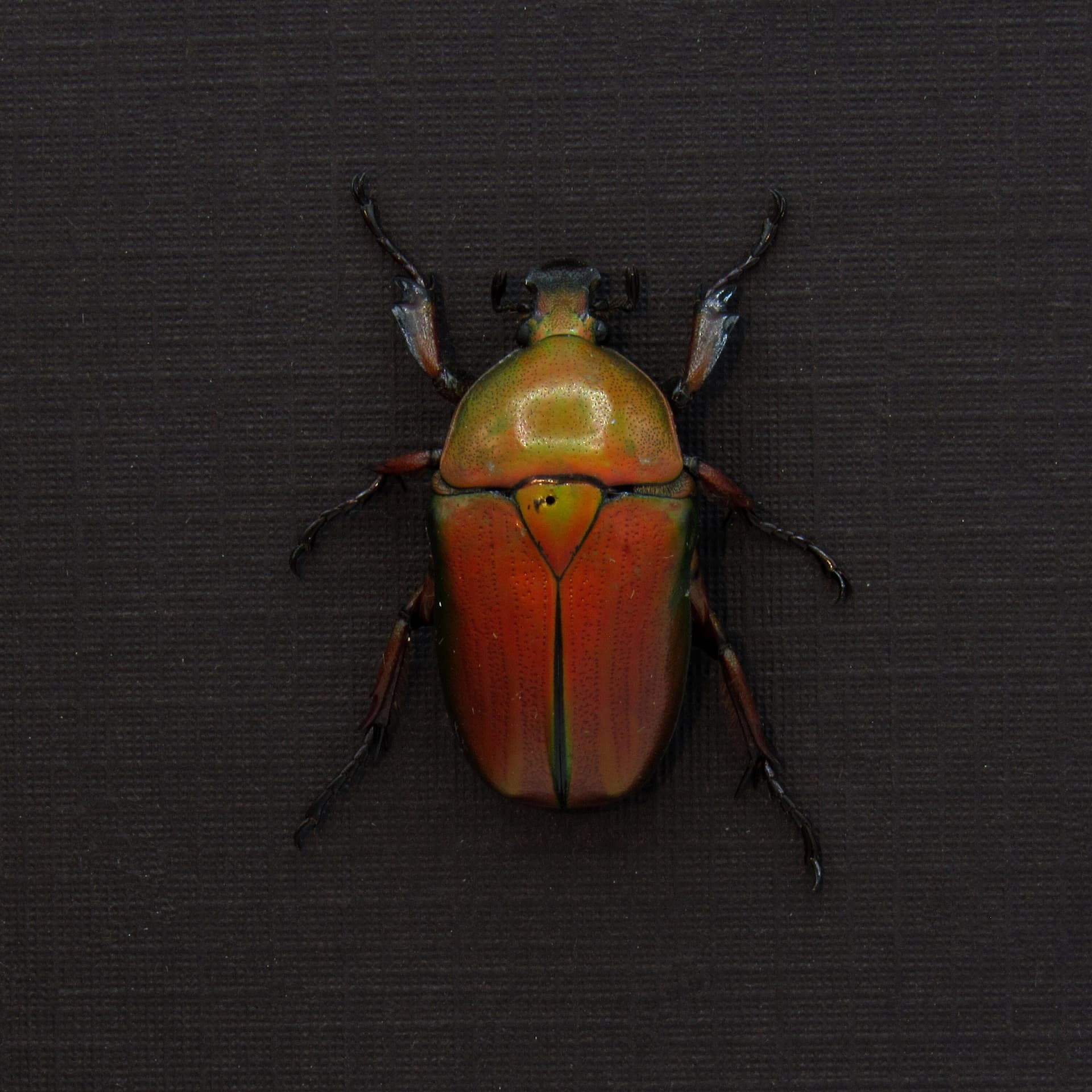 Real red metallic Scarab beetle framed taxidermy - Ingrisma euryrrhina
