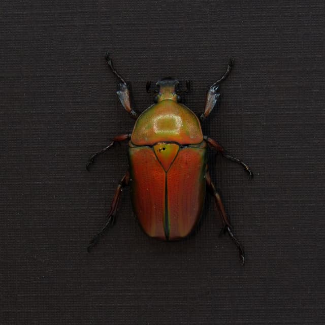 Real red metallic Scarab beetle framed taxidermy - Ingrisma euryrrhina