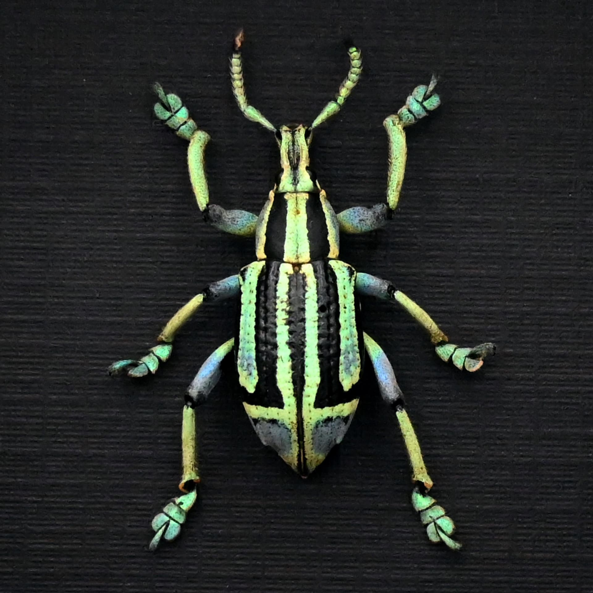Rare green Weevil framed taxidermy - Eupholus bennetti - special color form
