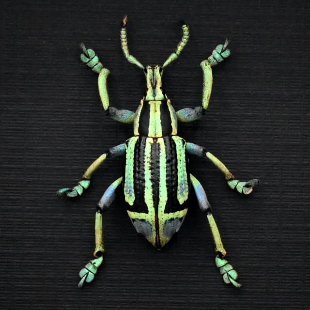 Rare green Weevil framed taxidermy - Eupholus bennetti - special color form