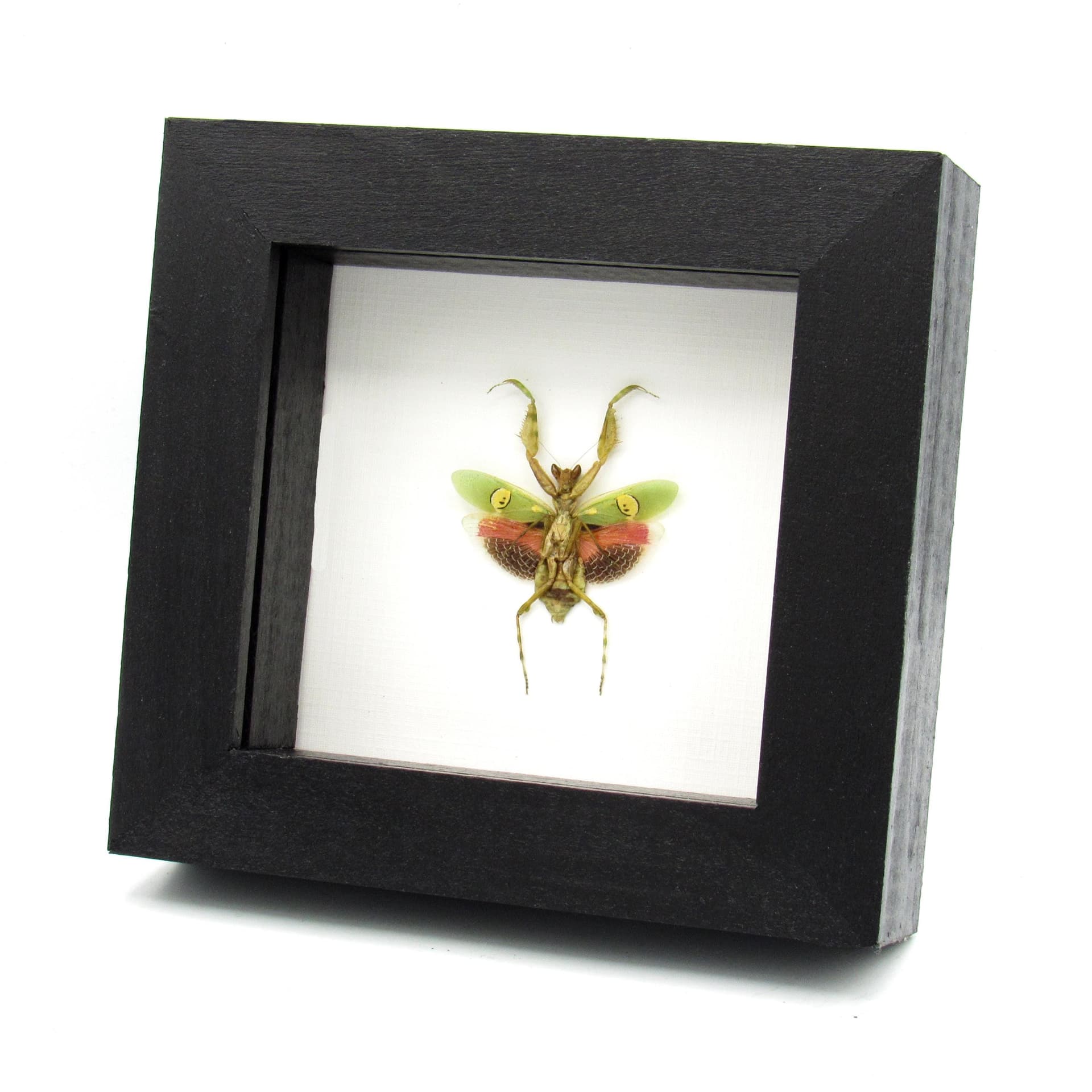 Real Indian Flower Mantis framed taxidermy - Creobroter gemmatus - female