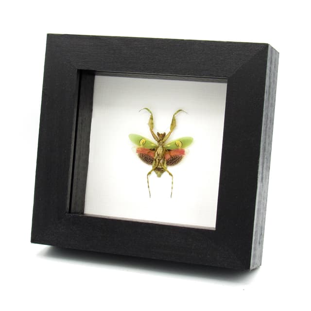 Real Indian Flower Mantis framed taxidermy - Creobroter gemmatus - female