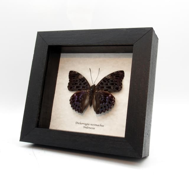 Real dark blue Constable butterfly framed taxidermy - Dichorragia nesimachus