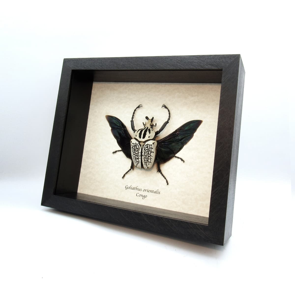 Real Giant Flower beetle framed taxidermy - Goliathus orientalis