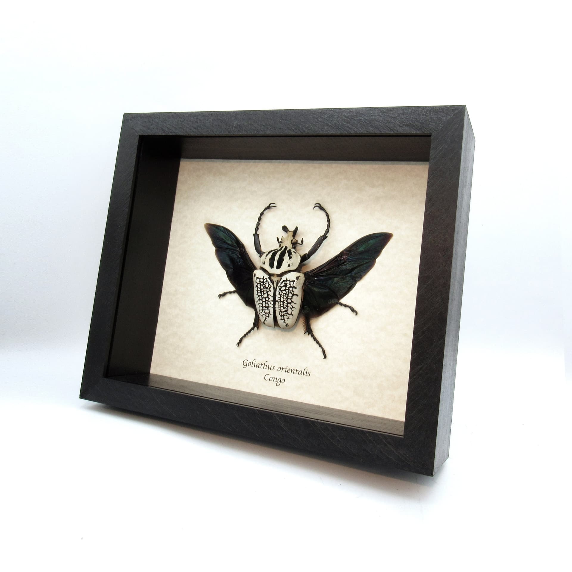 Real Giant Flower beetle framed taxidermy - Goliathus orientalis