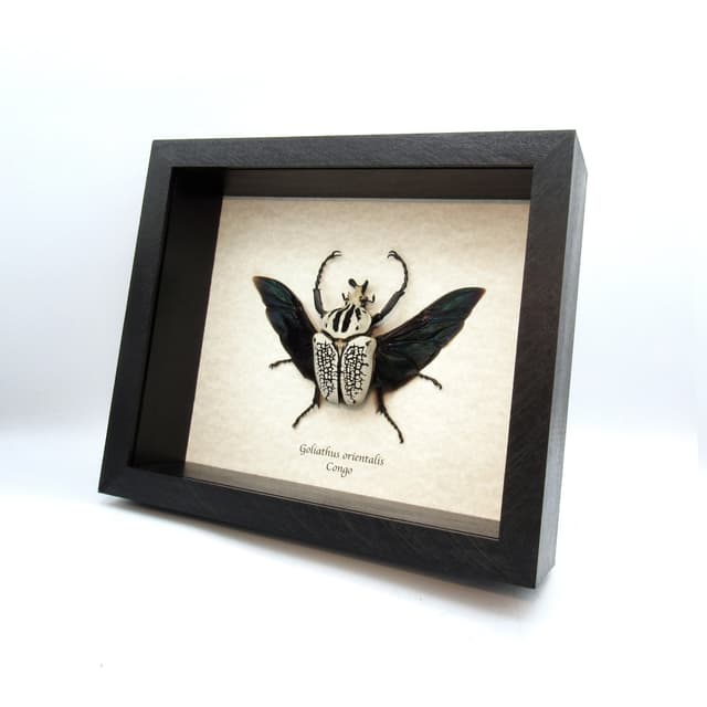 Real Giant Flower beetle framed taxidermy - Goliathus orientalis