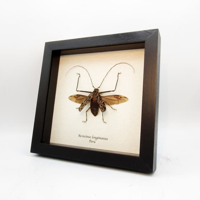 Real Harlequin beetle framed taxidermy - Acrocinus longimanus