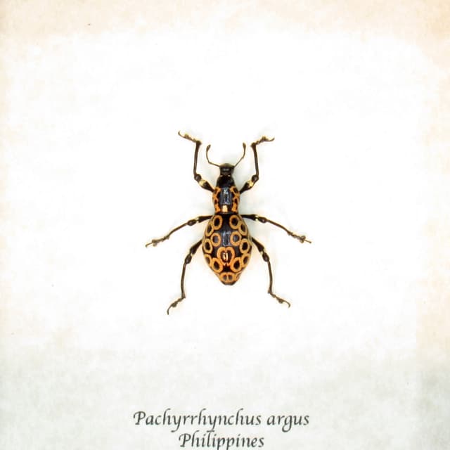 WEEVIL MANIA - Real beetle framed taxidermy - Pachyrhynchus argus