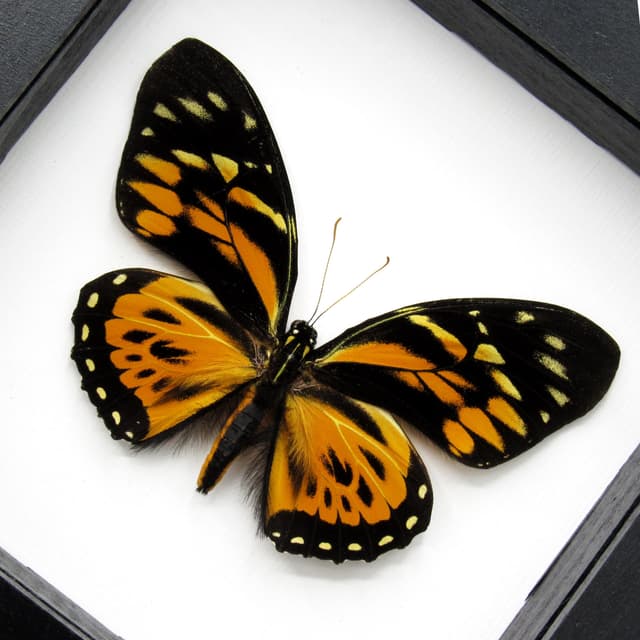 Real large butterfly framed taxidermy - Papilio zagreus