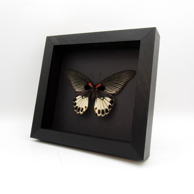 Real Great Mormon butterfly framed - Papilio memnon agenor - female