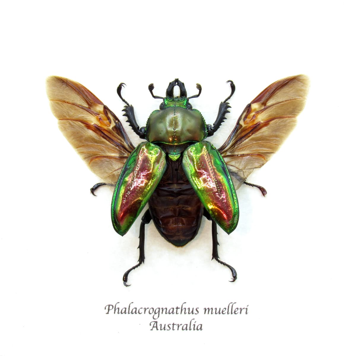 Rare Rainbow Stag beetle framed taxidermy - Phalacrognathus muelleri - large female