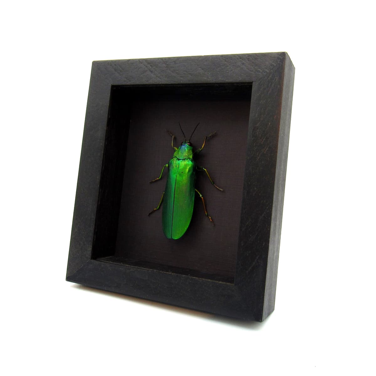 Rare Giant Jewel beetle framed taxidermy - Megaloxantha concolor