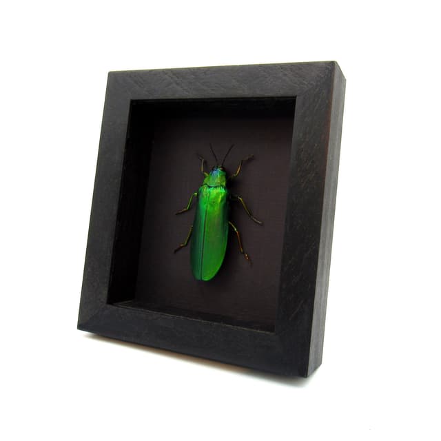 Rare Giant Jewel beetle framed taxidermy - Megaloxantha concolor