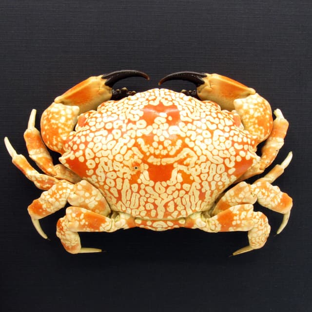 Real Mosaic Reef Crab framed taxidermy - Lophozozymus pictor