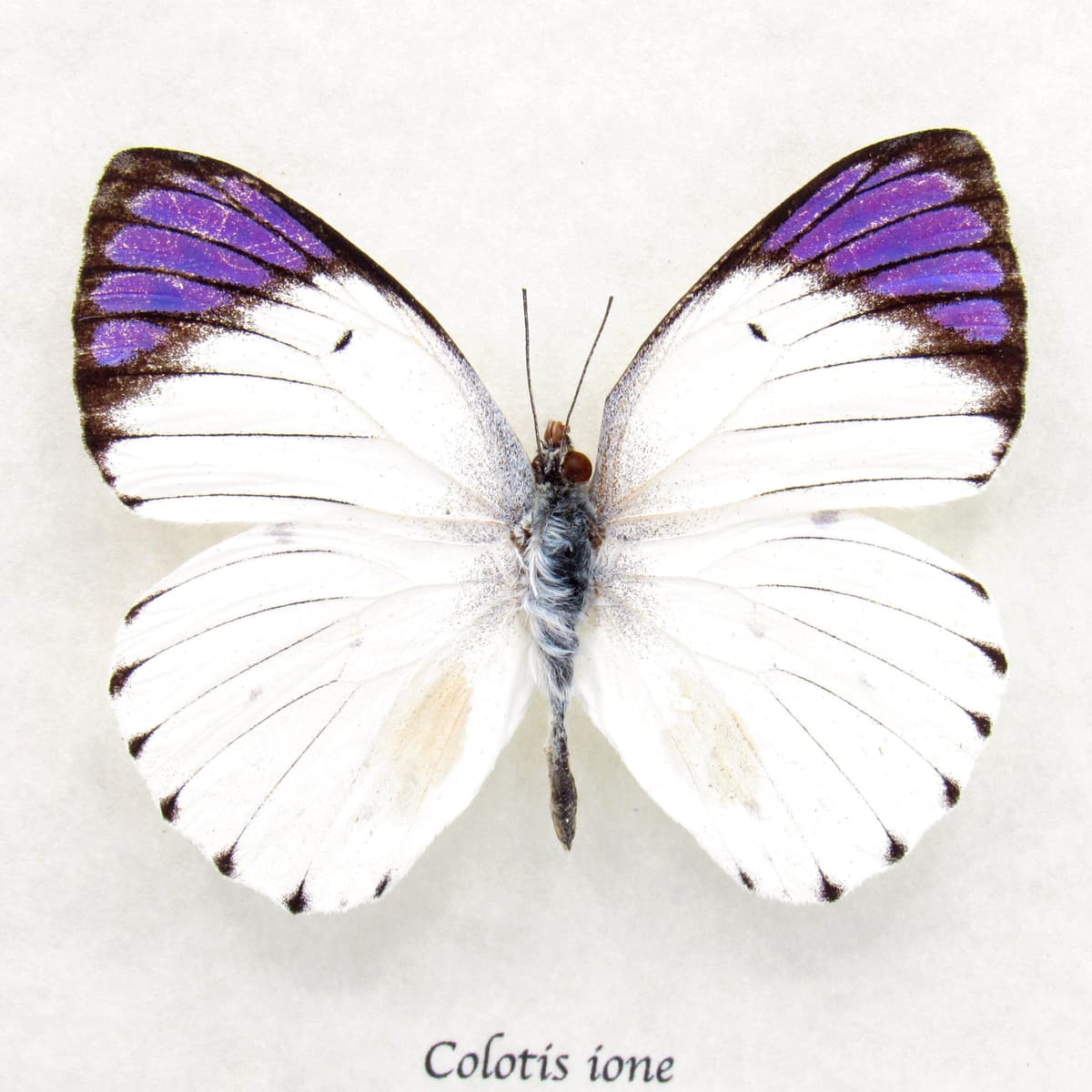 Real Purple Tip butterfly framed taxidermy - Colotis ione