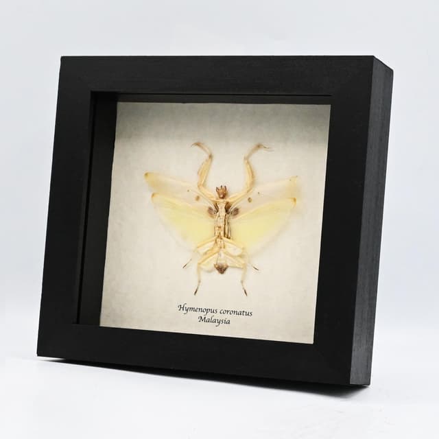 Real Orchid Mantis framed taxidermy - Hymenopus coronatus - large female