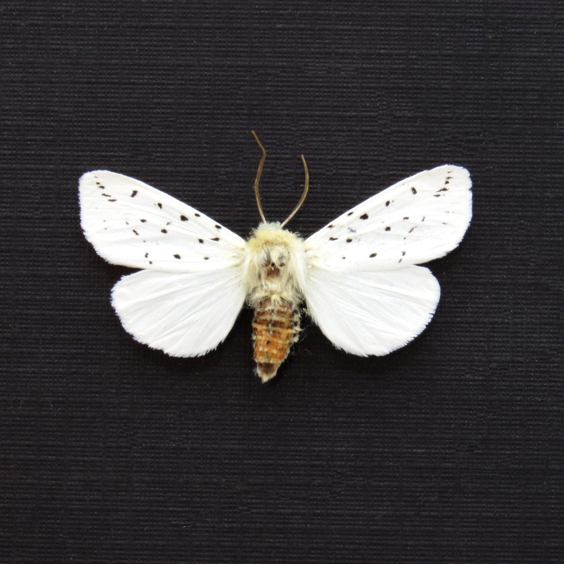 Real White Ermine Tiger moth framed taxidermy - Spilosoma lubricipeda