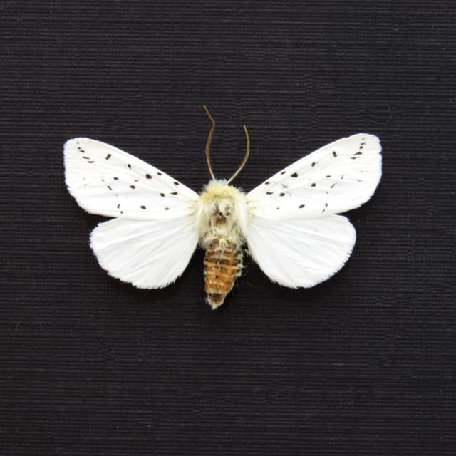 Real White Ermine Tiger moth framed taxidermy - Spilosoma lubricipeda