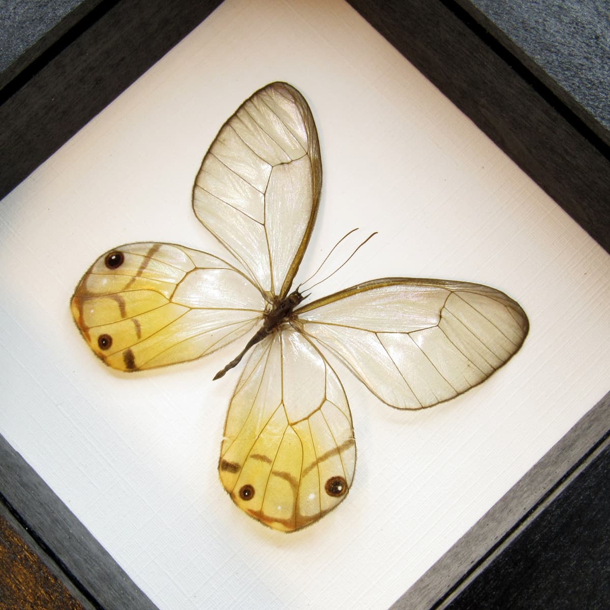 Real yellow Glass Wing butterfly framed taxidermy - Haetera piera