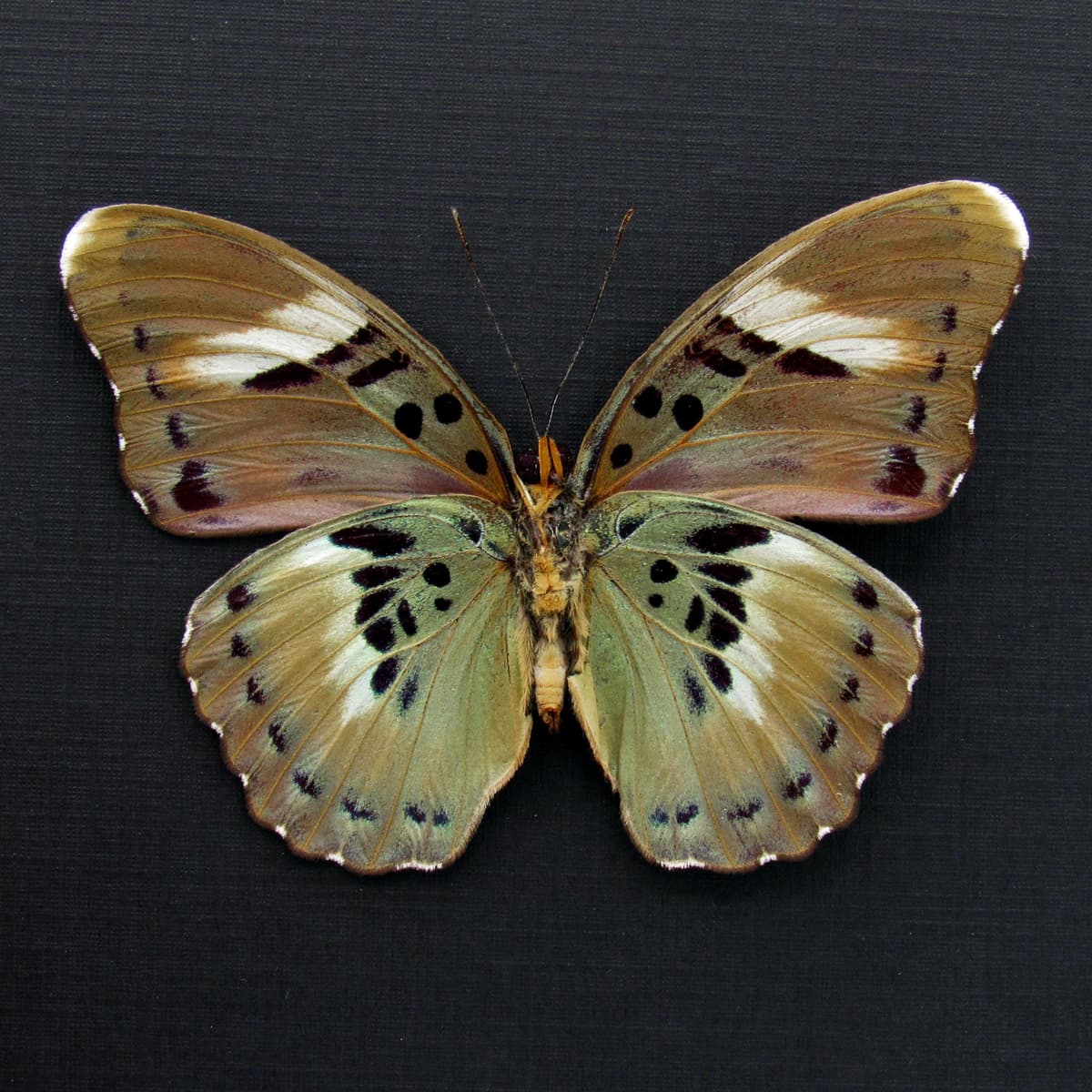 Real Ceres Forester butterfly framed taxidermy - Euphaedra ceres - female